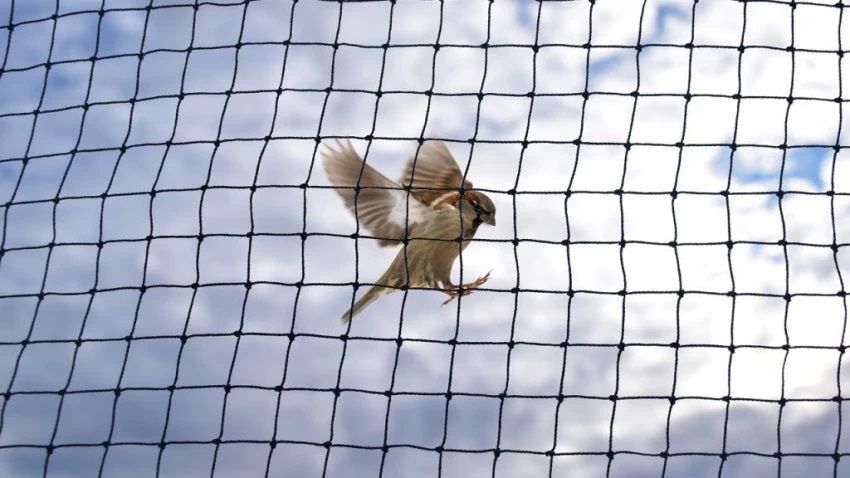 Anti Bird Nets